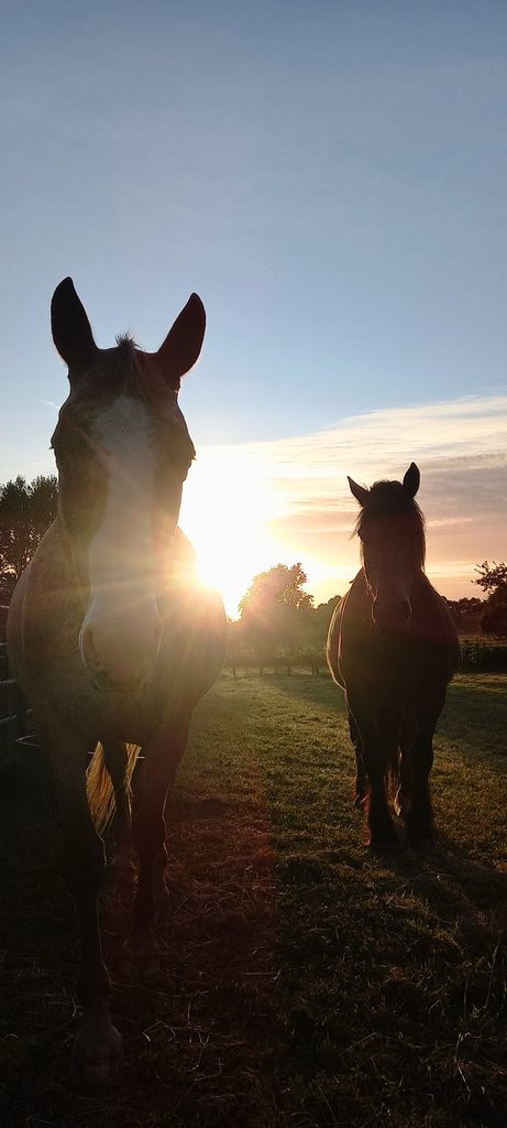 deux chevaux attentifs, vus de face, le coucher de soleil derrière eux