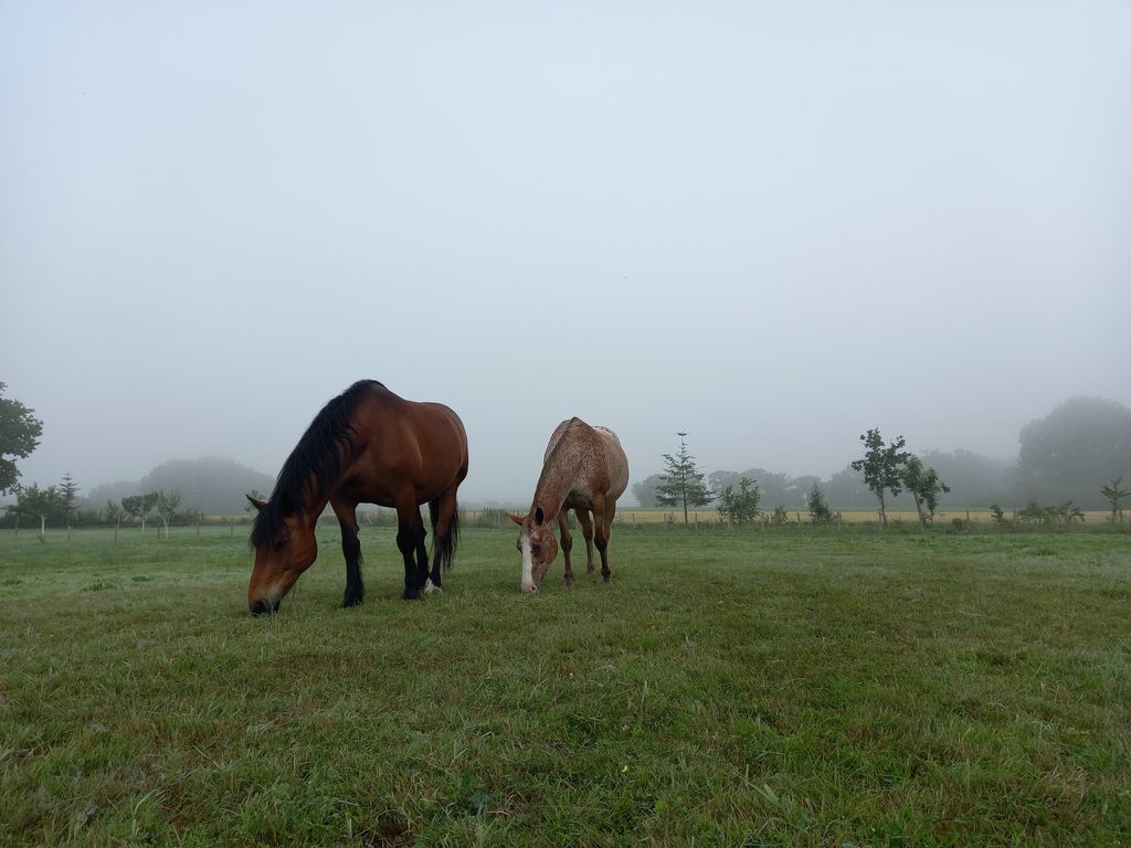 deux chevaux qui broutent dans un pré, sous la brume, un cob normand et un appaloosa