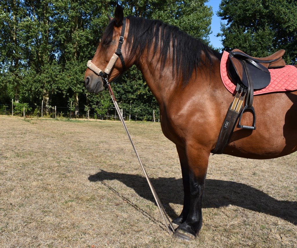 cheval équipé d'un licol avec des rênes en corde, d'une selle et d'un tapis rouge. Il marche sur ses rênes.