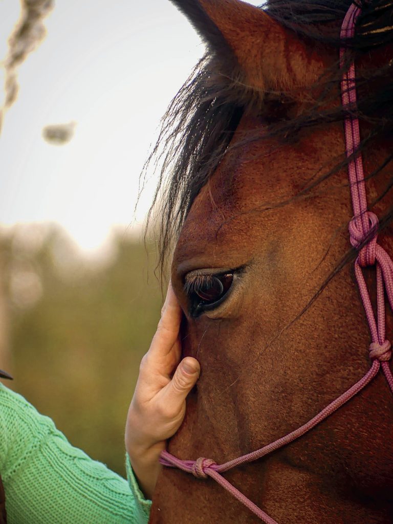 une main posé sur le chanfrein d'un cheval bai, licol corde
