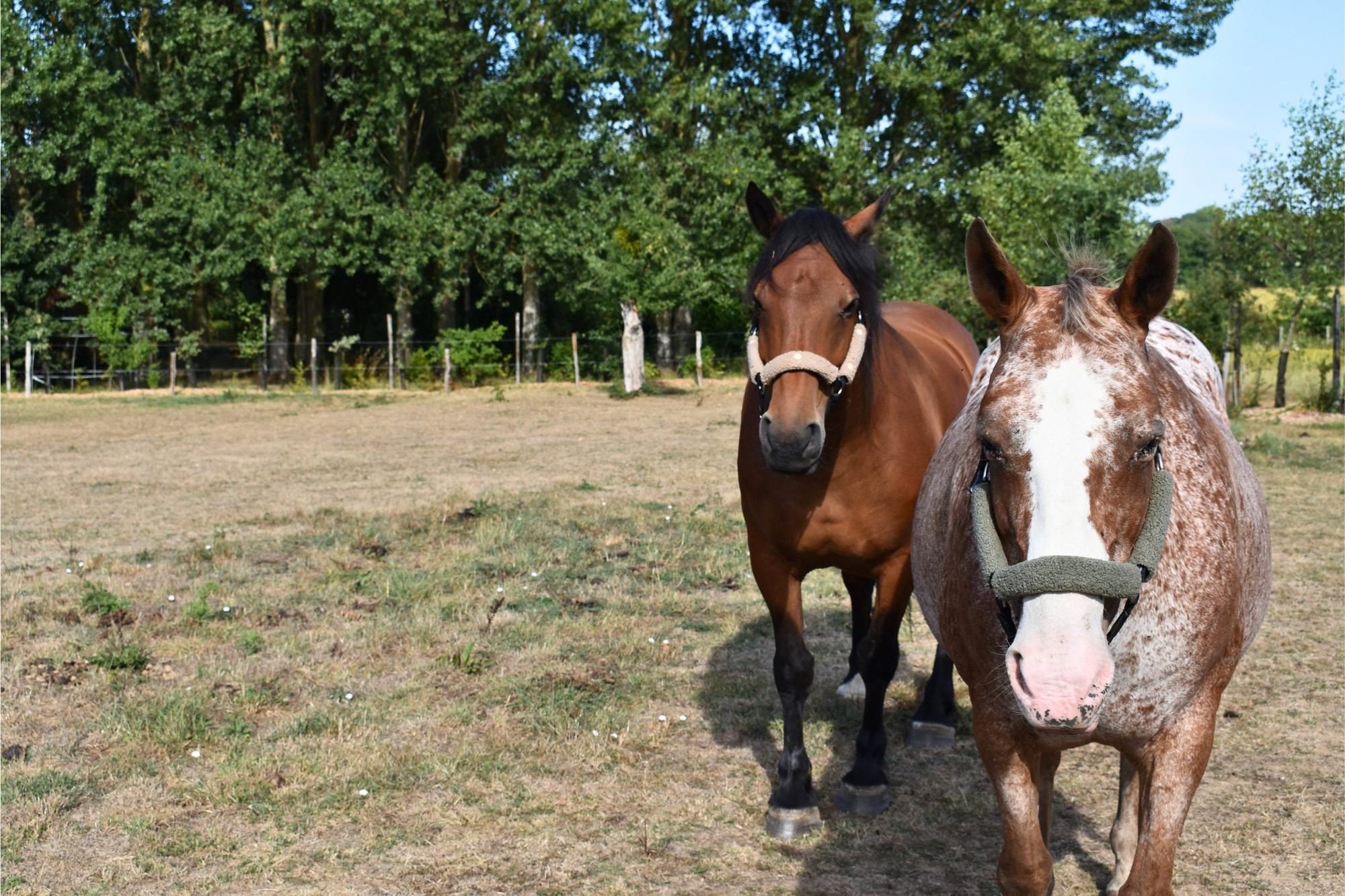 deux chevaux dans un champs avec leur licol plat et les fourreaux de licol briune