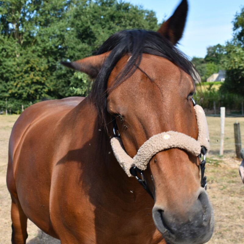 fourreau de licol sur cheval